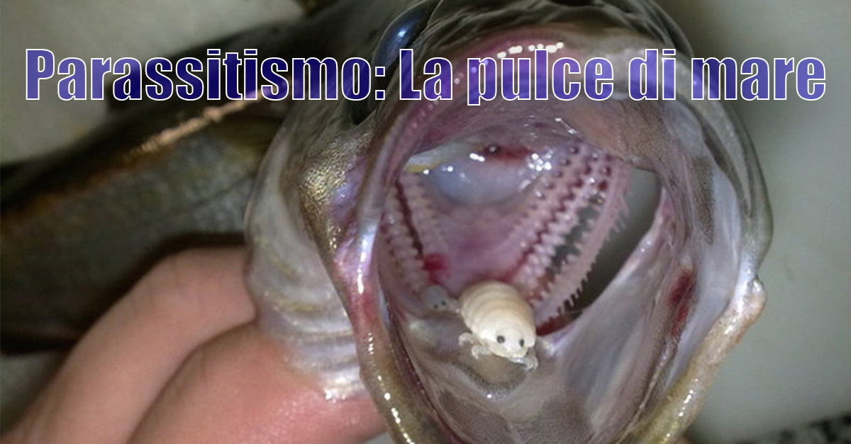 Parassitismo: La pulce di mare